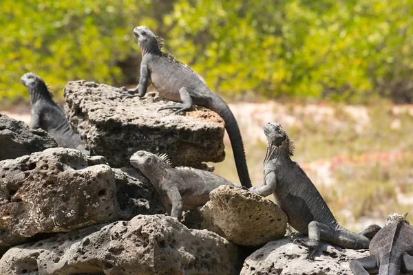 Grüner Leguan — Stockfoto