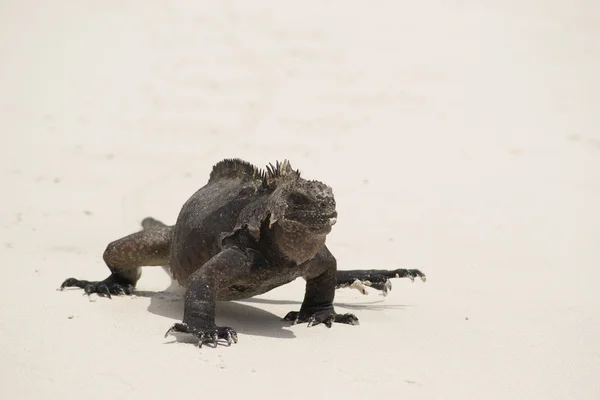 Legwan morski na wyspy galapagos — Zdjęcie stockowe