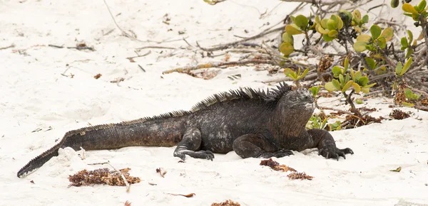 Marine iguana on Galapagos islands — Stock Photo, Image