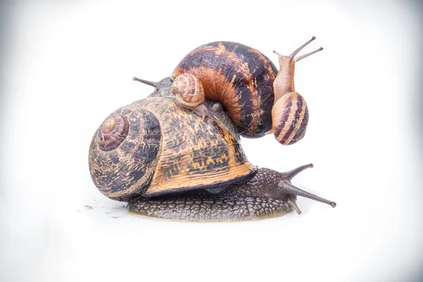 Caracóis de jardim em cima uns dos outros — Fotografia de Stock