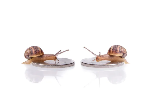 Concept de monnaie lente ; pièces d'argent et escargots — Photo