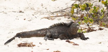 galapagos Adaları deniz iguana