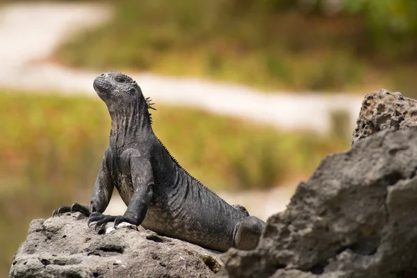 Leguán mořský na Galapágy — Stock fotografie