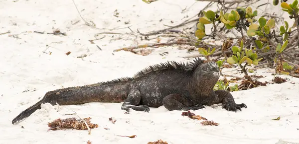 Iguane marin sur les îles Galapagos — Photo