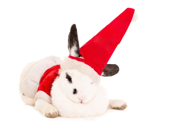 Rabbit with christmas costume — Stock Photo, Image