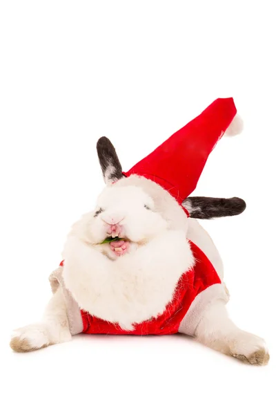 Rabbit with christmas costume — Stock Photo, Image