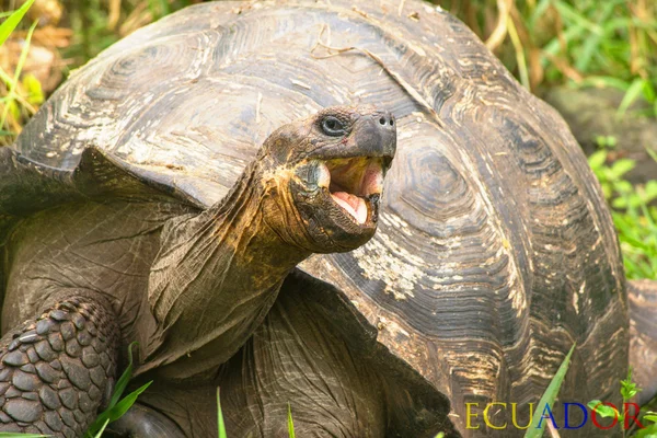 Large tortoise — Stock Photo, Image