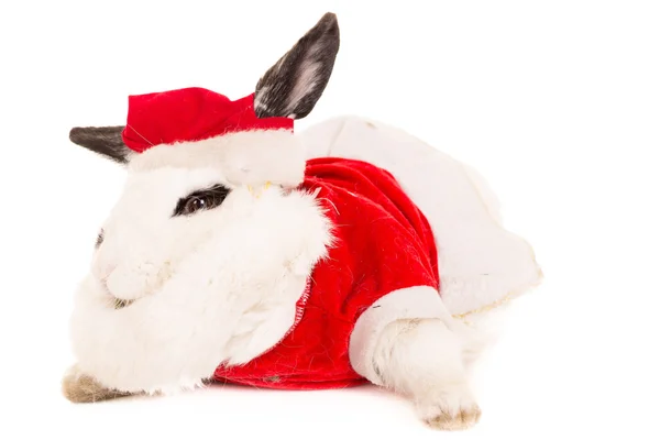 Rabbit with christmas costume — Stock Photo, Image