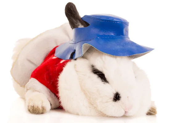 Portrait of a Rabbit wearing blue hat — Stock Photo, Image