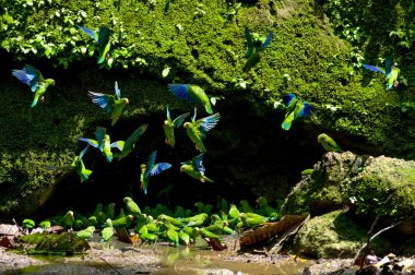 Periquitos en una cueva de lamedura de arcilla, ecuador Yasuní