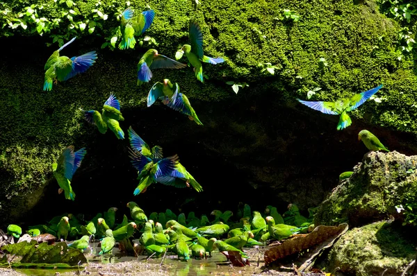 Parakiter i en lera slicka grotta, yasuni ecuador — Stockfoto