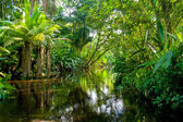 Amazonas-Dschungel