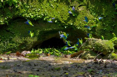 Periquitos en una cueva de lamedura de arcilla, ecuador Yasuní