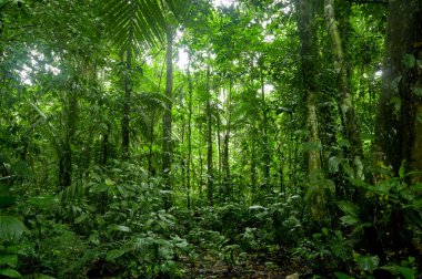 Tropical Rainforest Landscape, Amazon clipart