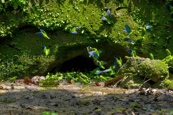 在粘土舔洞里，yasuni 厄瓜多尔的长尾小鹦鹉 — 图库照片