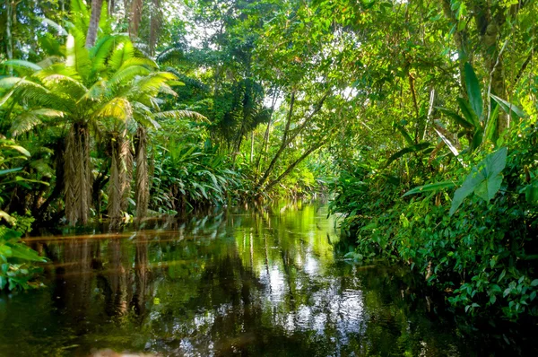 Amazone jungle — Stockfoto