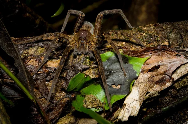 Тарантул, паук ночью — стоковое фото