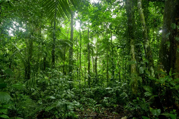 Paisagem tropical da floresta tropical, Amazônia Fotografia De Stock