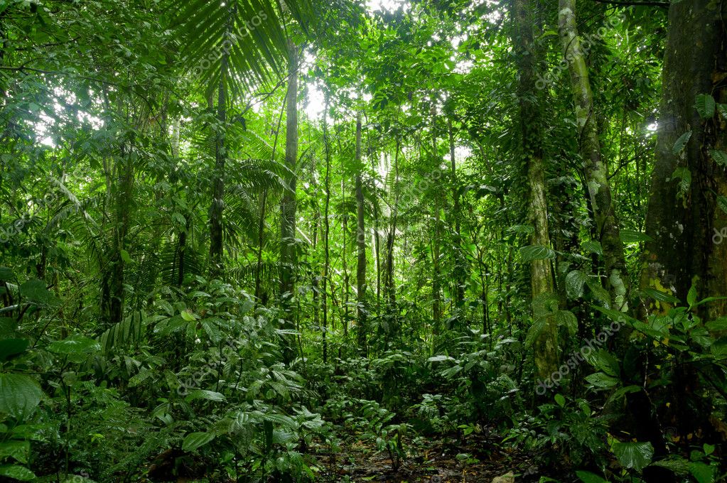 Tropical Rainforest Landscape, Amazon Stock Photo by ©pxhidalgo 42469131
