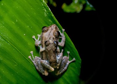İki kurbağa Ekvador tropik amazon rainforest treefrog