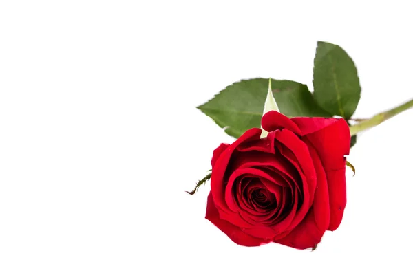 Mawar merah diisolasi di latar belakang putih — Stok Foto