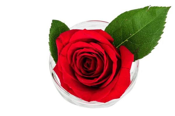 Red rose isolated on white background — Stock Photo, Image