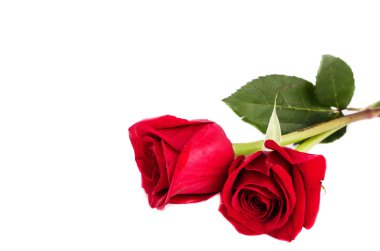 kırmızı gül beyaz arkaplanda izole
