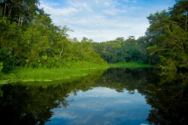 Amazon krajobraz — Zdjęcie stockowe