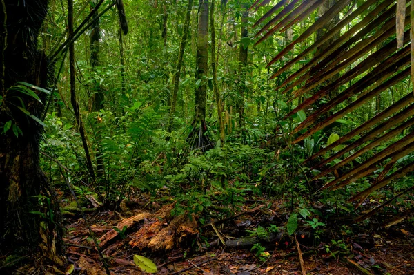 Bosque subtropical — Foto de Stock