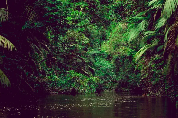 River deep in jungle forest. Amazonas composition. — Stock Photo, Image