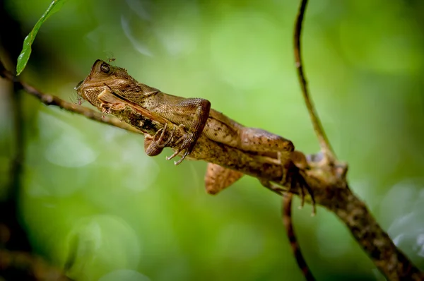 Lizard on tree — Stock Photo, Image