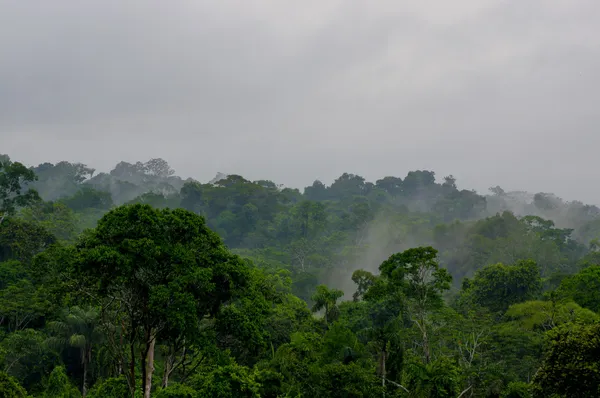 在茂密的热带雨林，yasuni，厄瓜多尔的晨雾 — 图库照片