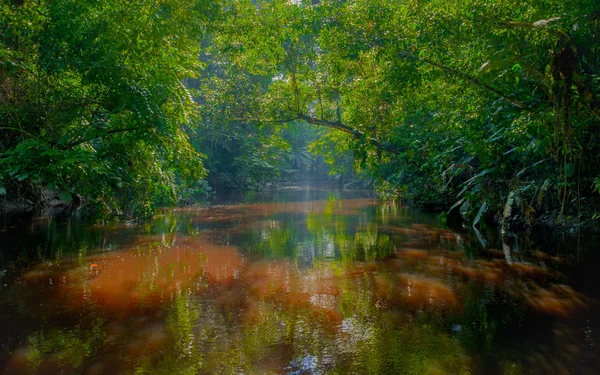 Amazonas-Dschungel — Stockfoto