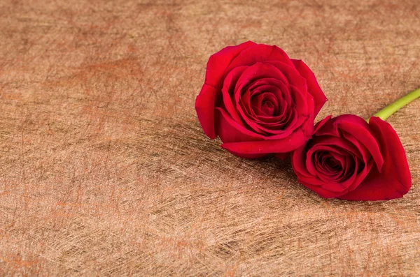 Red rose wth copyspace for sign — Stock Photo, Image