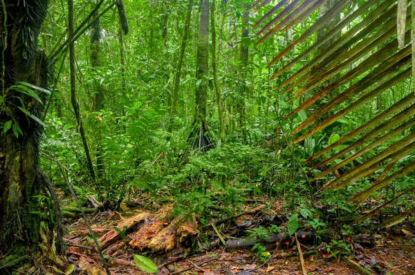 Субтропический лес — стоковое фото