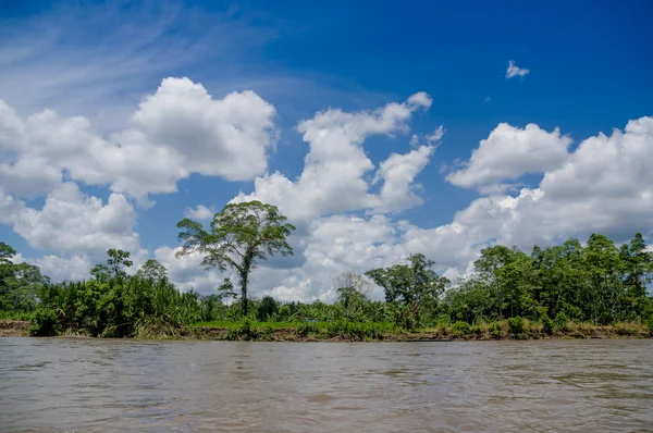 在南美洲亚马孙热带雨林 — 图库照片