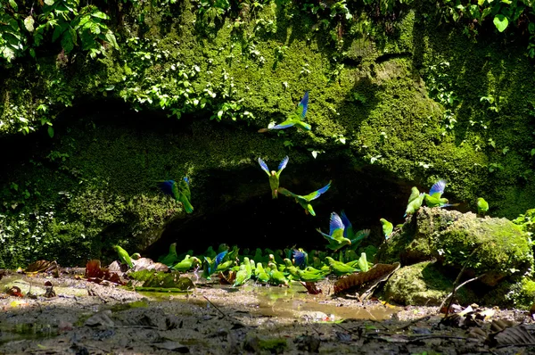 Parakiter i en lera slicka grotta, yasuni ecuador — Stockfoto