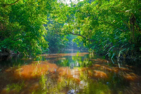 Amazone jungle — Stockfoto