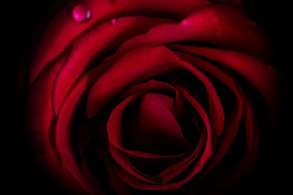 Rosa rossa isolata su fondo nero — Foto Stock