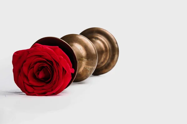 Fallen rose on a white background — Stock Photo, Image