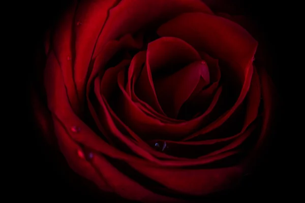 黑色背景上的玫瑰 — 图库照片