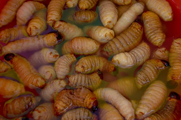 Edible palm weevil larvae (Rhynchophorus phoenicis) from the Amazon — Stock Photo, Image