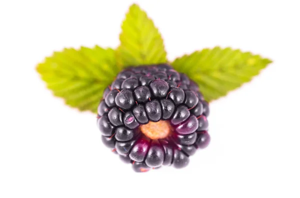 Brombeeren — Stockfoto