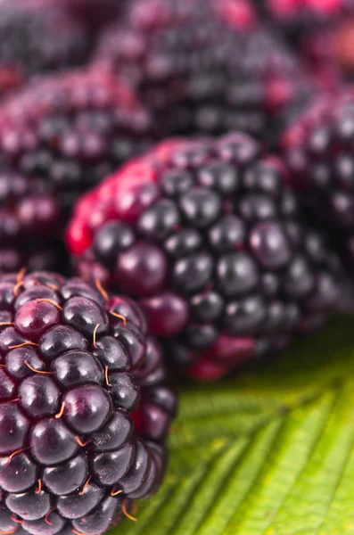 Brombeeren — Stockfoto