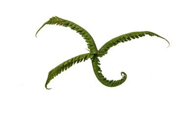 ormanda yaprak beyaz arka plan