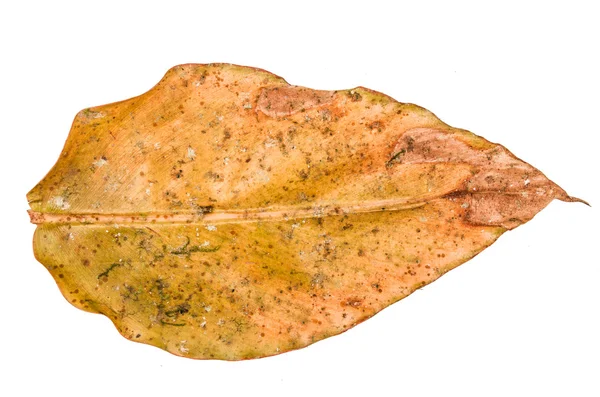 Джунглі листя білого фону — стокове фото