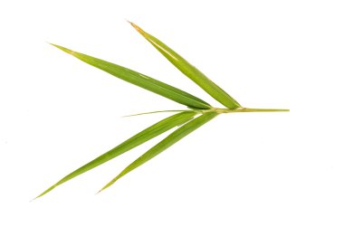 ormanda yaprak beyaz arka plan