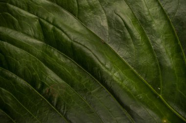 yaprak arka planı kapat