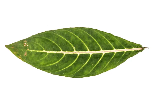 Hoja de selva fondo blanco — Foto de Stock