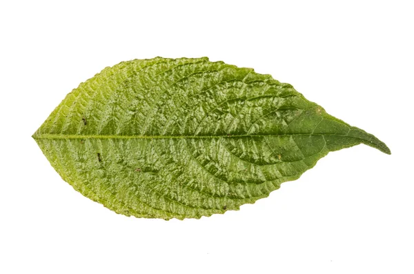 Hoja de selva fondo blanco — Foto de Stock